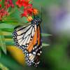 Flutter By - Photography Photography - By Sharon Winter, Animals Photography Artist