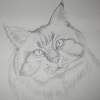 Persian Cat - Pencil Drawings - By Michael Scherer, Realistic Drawing Artist